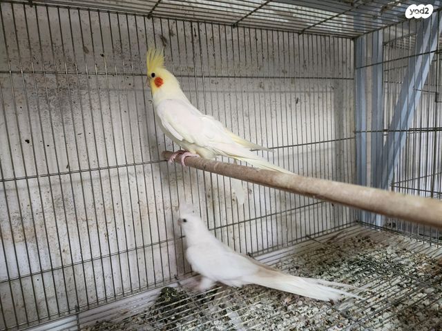 תוכי קוקוטייל