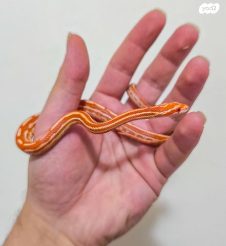 זוחל כרכן תירס