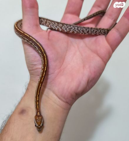 זוחל כרכן תירס