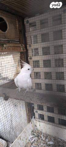 תוכי קוקוטייל