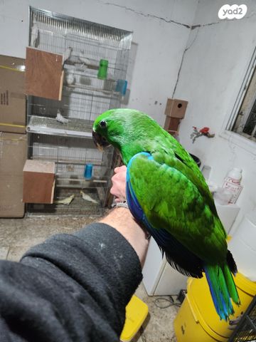 תוכי אקלקטוס