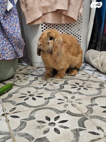 מכרסם ארנב שמוט אוזניים