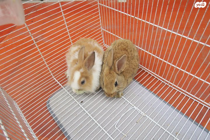 מכרסם ארנב ננסי