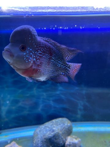 דג ציקלידים