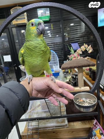 תוכי פיונוס