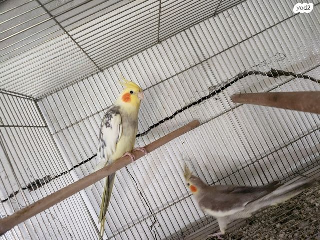 תוכי קוקוטייל