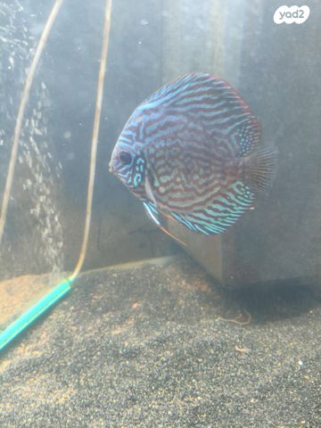 דג דגים טרופיים