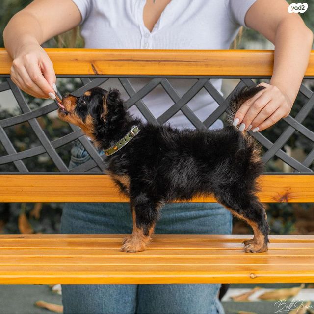 כלב טוי רוסי