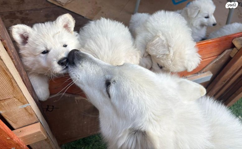 כלב רועה שוויצרי לבן