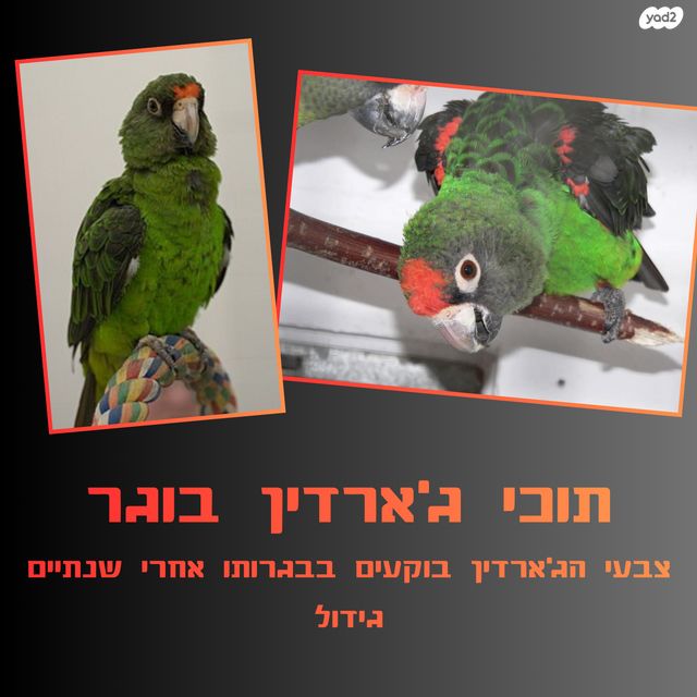 תוכי ג'רדין