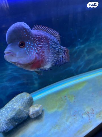 דג ציקלידים