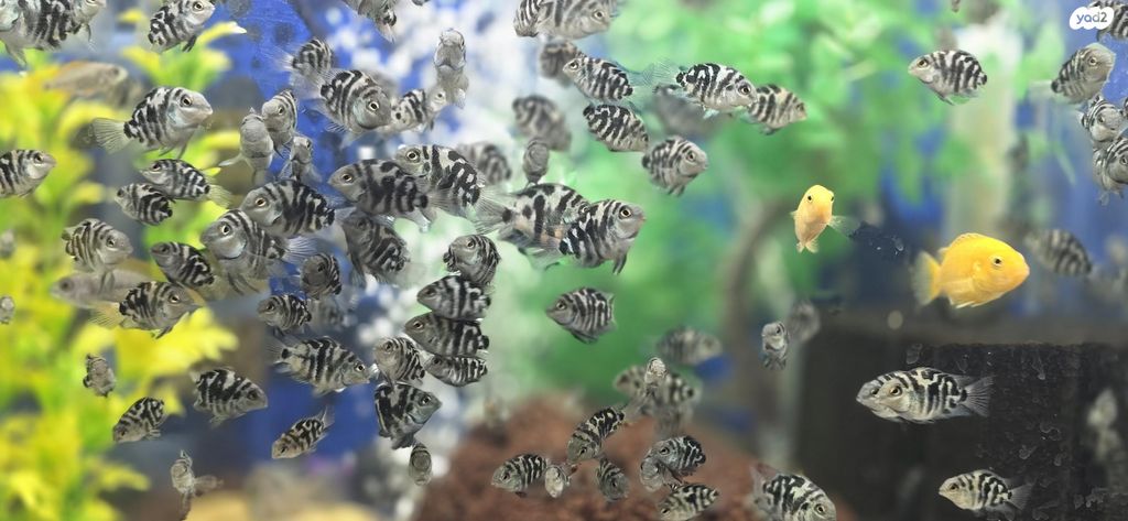 דג ציקלידים