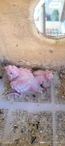 תוכי קוקוטייל