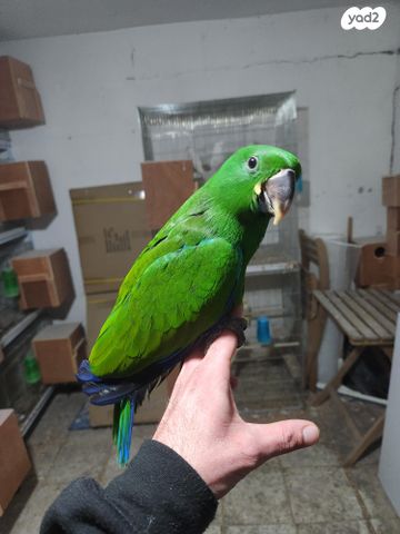 תוכי אקלקטוס