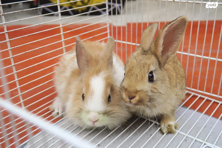 מכרסם ארנב ננסי