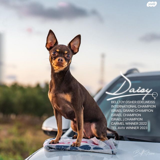 כלב טוי רוסי