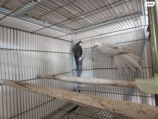 תוכי קוקוטייל