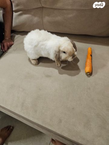 מכרסם ארנב שמוט אוזניים