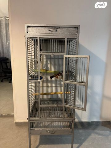 תוכי ג'רדין