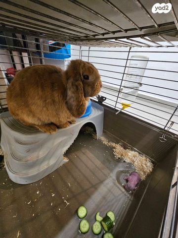 מכרסם ארנב שמוט אוזניים