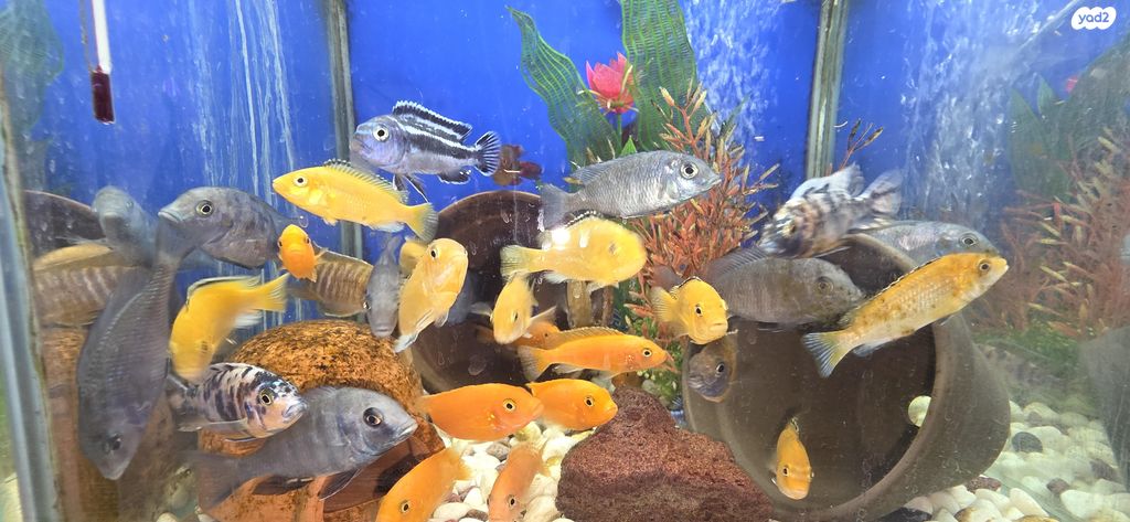 דג ציקלידים