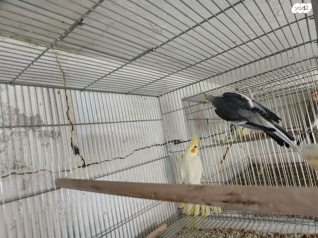 תוכי קוקוטייל