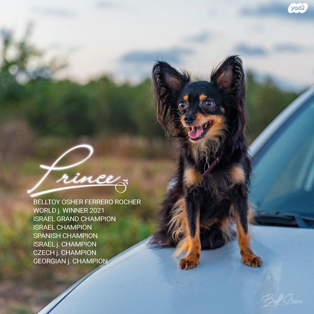 כלב טוי רוסי