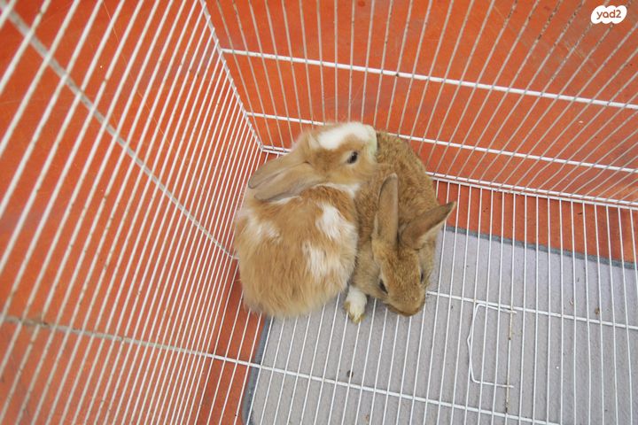 מכרסם ארנב ננסי