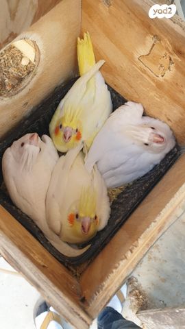 תוכי קוקוטייל