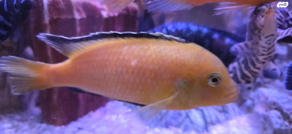 דג ציקלידים