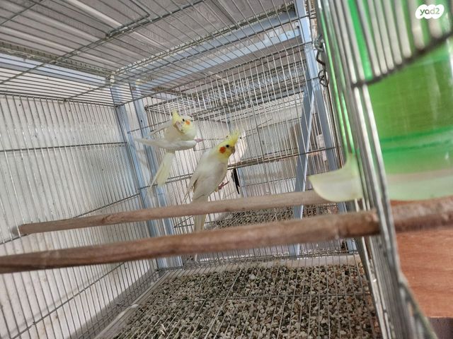 תוכי קוקוטייל