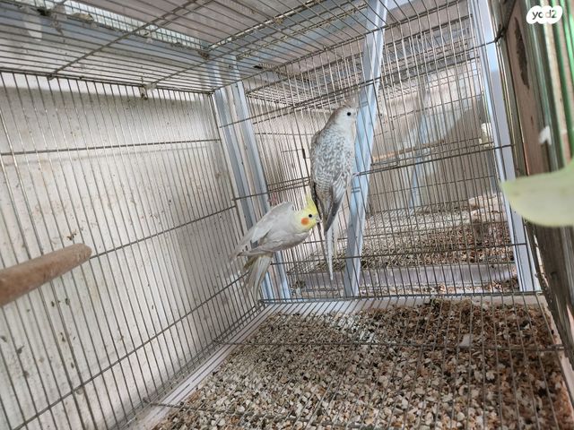 תוכי קוקוטייל