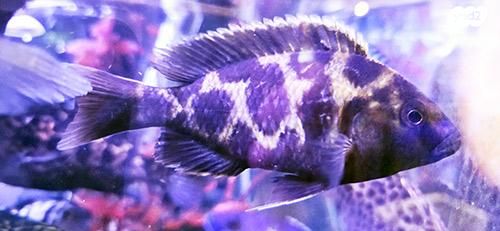 דג ציקלידים