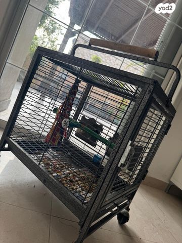 תוכי ג'רדין