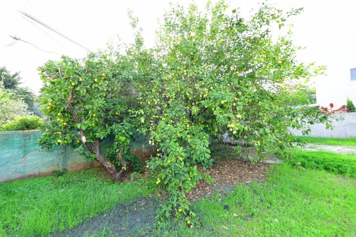 בית פרטי/ קוטג', אבשלום דינוביץ, קרית אליעזר פרי, פתח תקווה