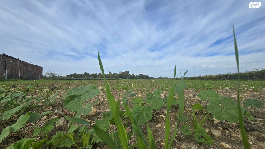 משק חקלאי/ נחלה, משגב דב