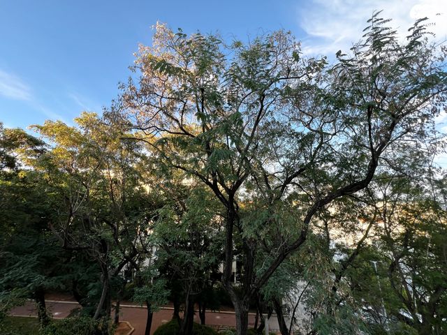 עובד בן ציון