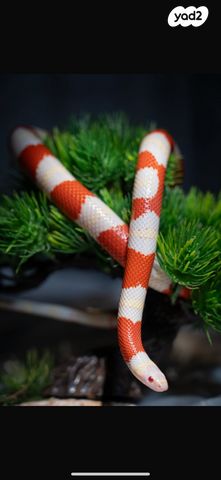 זוחל כרכן תירס