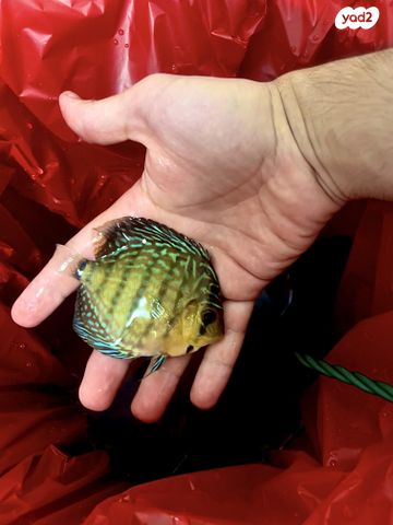 דג ציקלידים