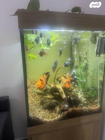 אביזרים | אקווריום