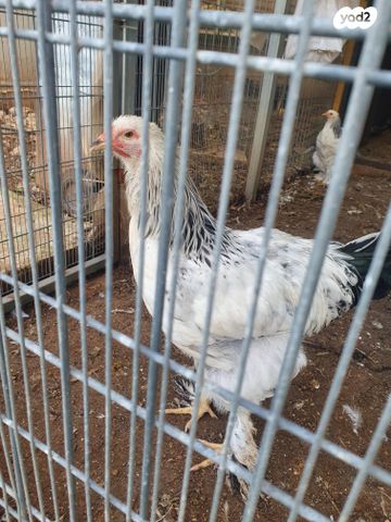 תמונת מודעה - חיות מחמד