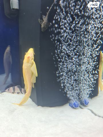 תמונת מודעה - חיות מחמד