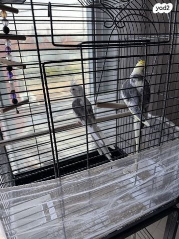 תמונת מודעה - חיות מחמד