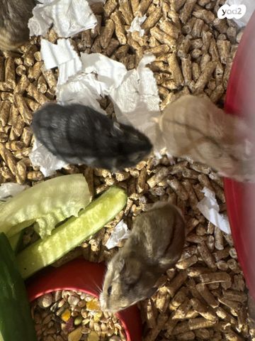 תמונת מודעה - חיות מחמד