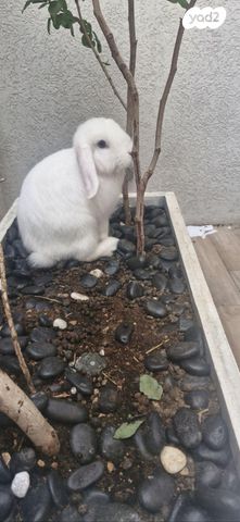 תמונת מודעה - חיות מחמד