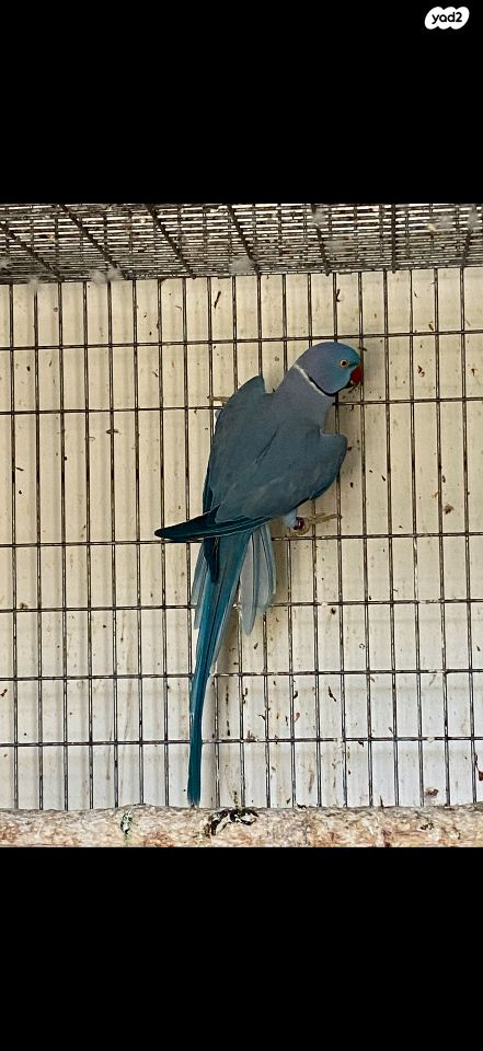 תמונת מודעה - חיות מחמד