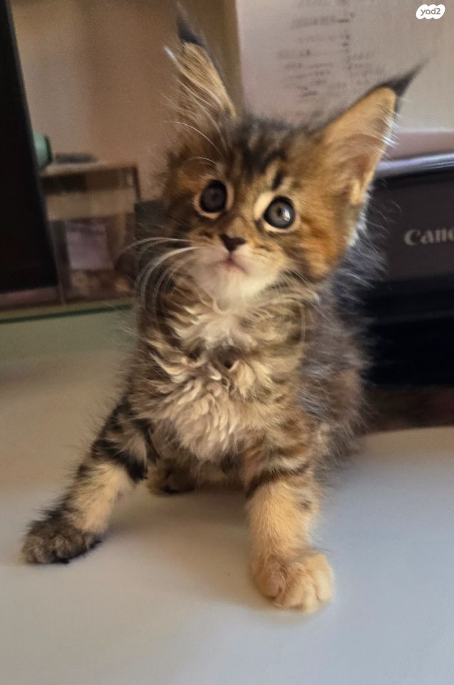 תמונת מודעה - חיות מחמד