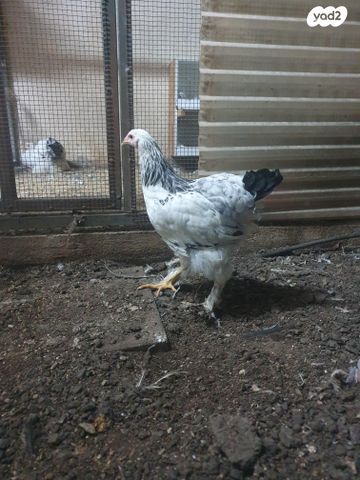 תמונת מודעה - חיות מחמד