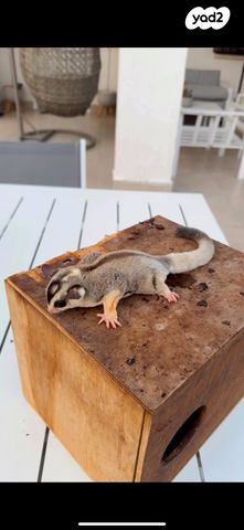 תמונת מודעה - חיות מחמד