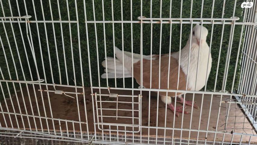 תמונת מודעה - חיות מחמד